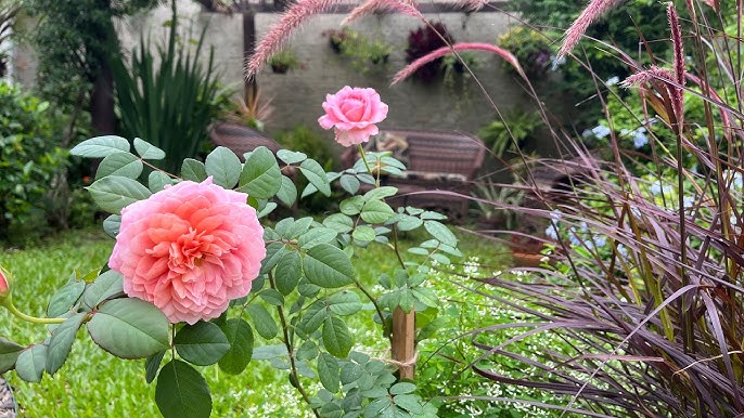 Decoração de Casa com Vasos de Rosas